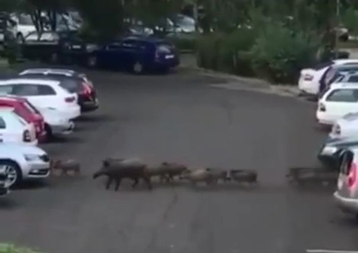 По Минску гуляло стадо диких кабанов 