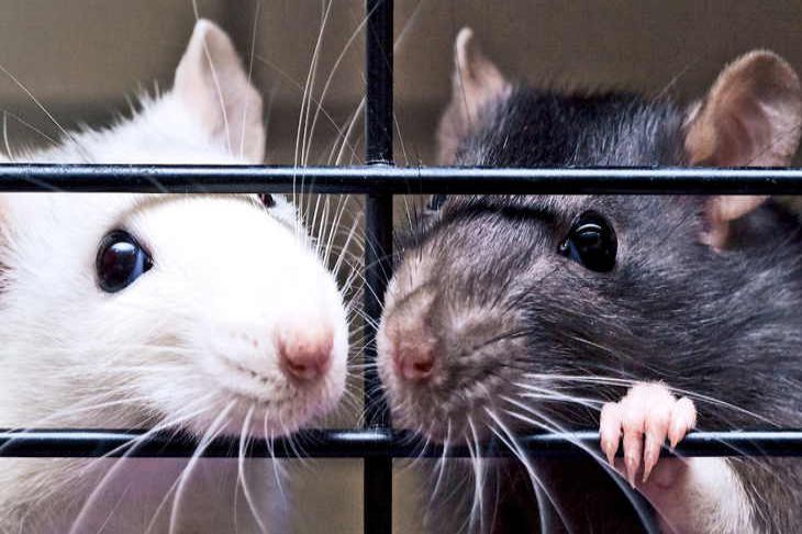 Ученые доказали, что животные умеют развлекаться Ученые доказали, что животные умеют развлекаться