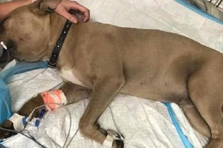 Питбуль спас детей ценой своей жизни