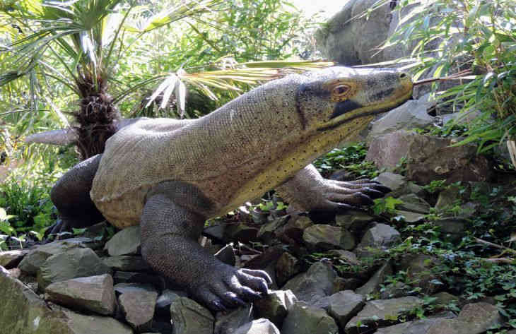 Ученые разгадали секрет неуязвимости комодских варанов