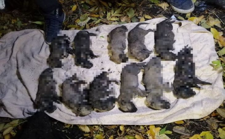 Засунули петарды в пасть и взорвали: школьники зверски убили десяток щенят