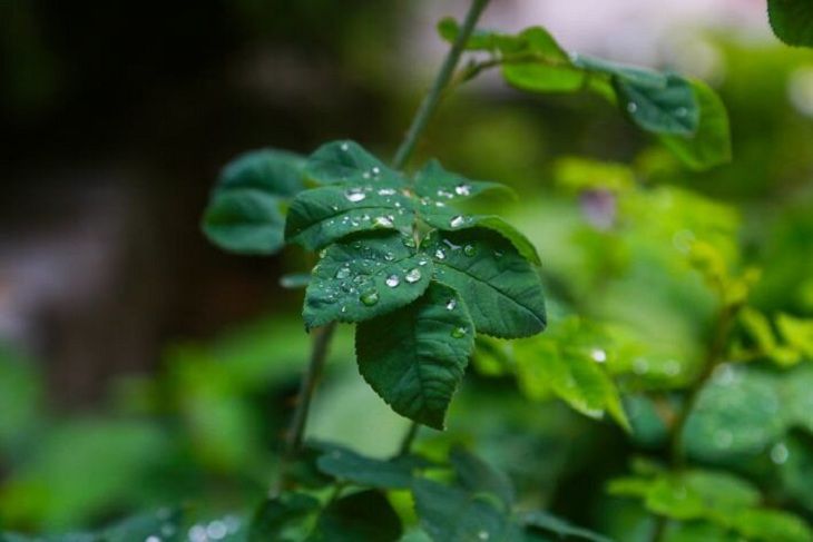 Погода по Беларуси на 2 октября: дожди, но тепло