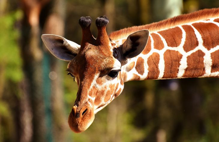 Биологи разгадали значение пятен жирафов