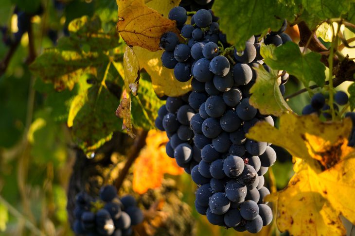 Как обрезать виноград осенью: советы начинающим садоводам
