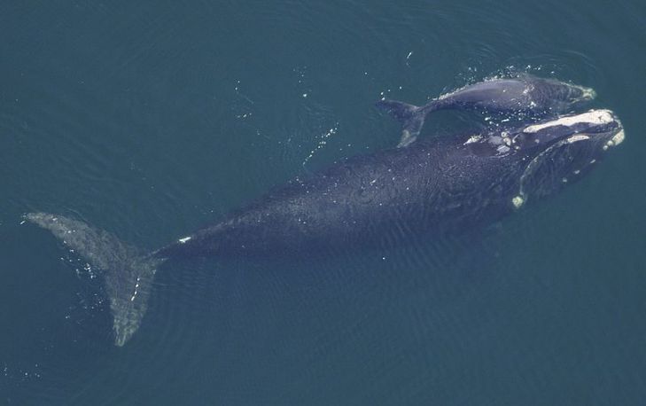 Дрон с камерой помог взвесить гладких китов