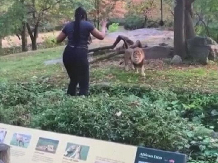 Лев оказался умнее: женщина залезла в вольер к хищнику ради видео в Instagram