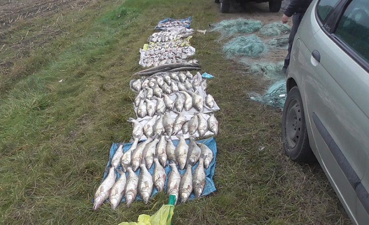 Браконьеров с 176 кг рыбы задержали на Вилейском водохранилище Браконьеров с 176 кг рыбы задержали на Вилейском водохранилище