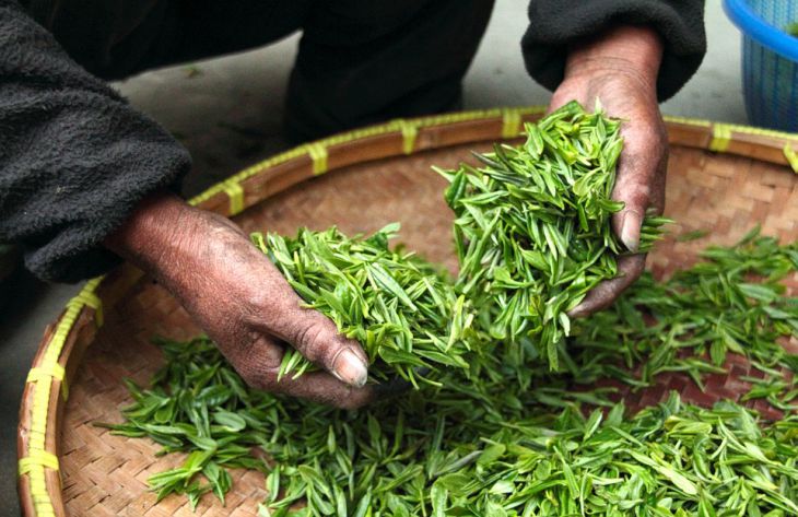Специалисты установили еще одно полезное свойство зеленого чая