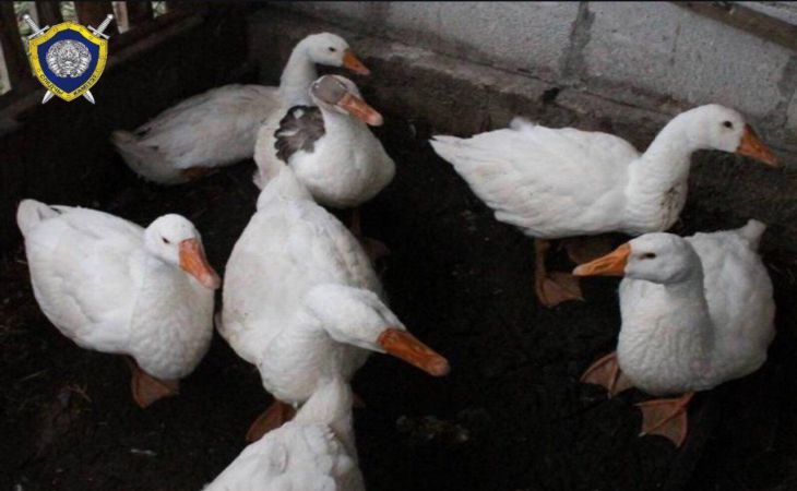 «Лиса съела». Под Гродно мужчина украл десять гусей