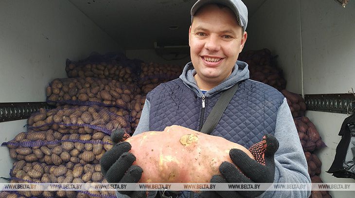 Картофель-гигант вырастили фермеры в Ивьевском районе