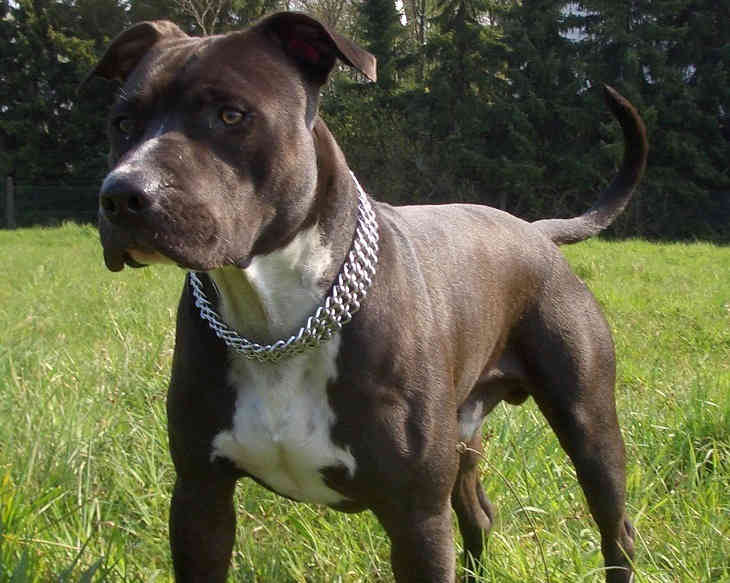 Как американец спас дочь казахстанского дипломата от питбуля Как американец спас дочь казахстанского дипломата от питбуля