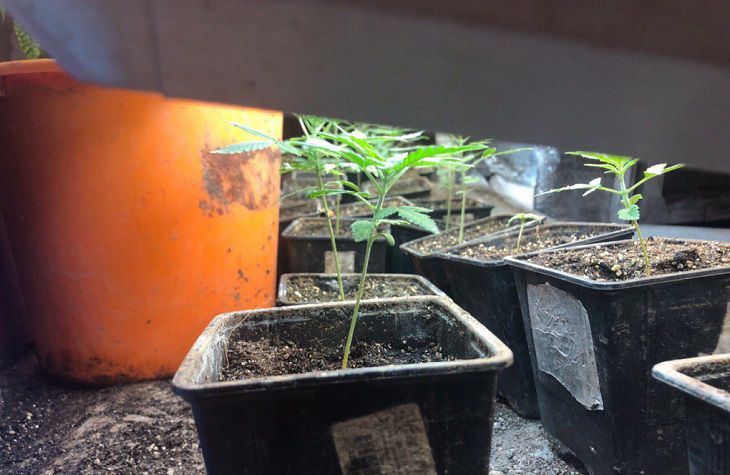 «Лечился» от головных болей. Парень из Минской области выращивал на чердаке коноплю 