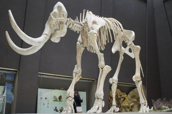 Группа ученых рассказала, где и когда погибли последние мамонты