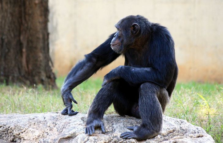 Учёными доказано существование у обезьян «теории разума»