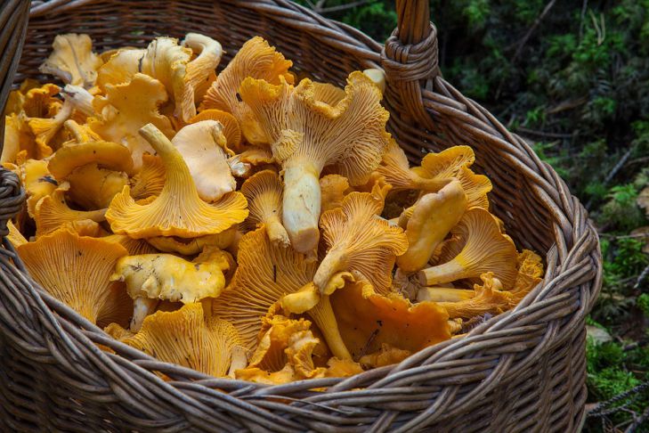 Ученые выяснили, как на развитие рака влияет употребление грибов