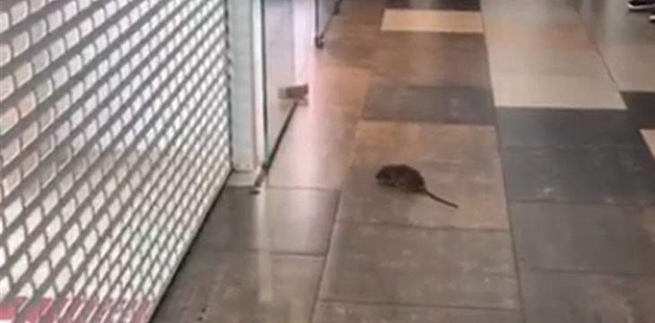 Минчанин потерял крысу в торговом центре. Грызун устроил переполох  