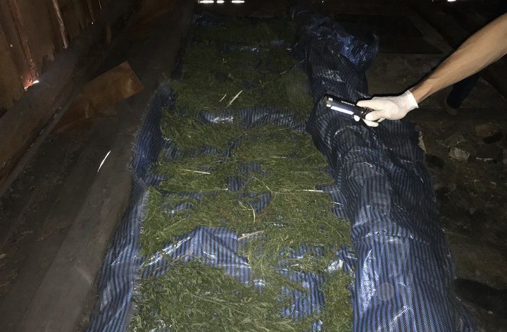 В Наровле и Мозыре орудовал крупный марихуанщик В Наровле и Мозыре орудовал крупный марихуанщик