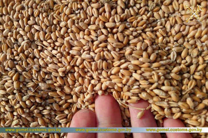 В Беларусь прорывались с десятками тонн нелегальных арбузов и пшеницы 