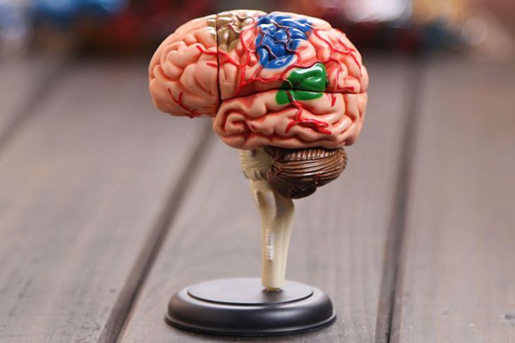 Ученым удалось оживить мертвый мозг на несколько недель