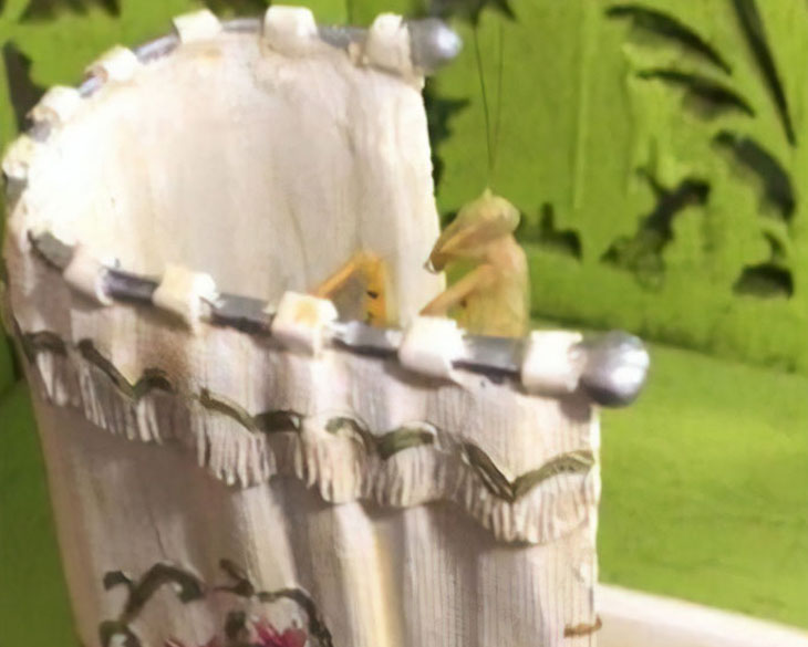 Милый питомец, который отгрызет партнеру голову. Девушка показала, как ее богомол принимает ванну