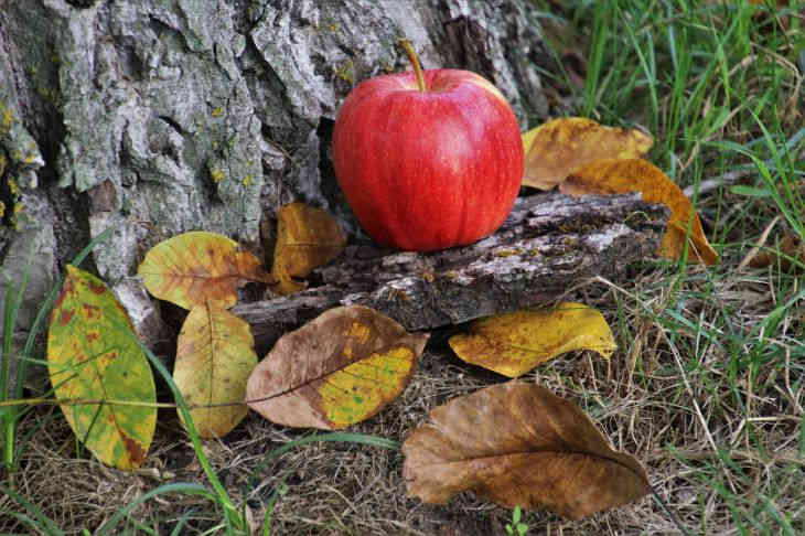 Яблоня: чем подкормить осенью взрослое и молодое деревце