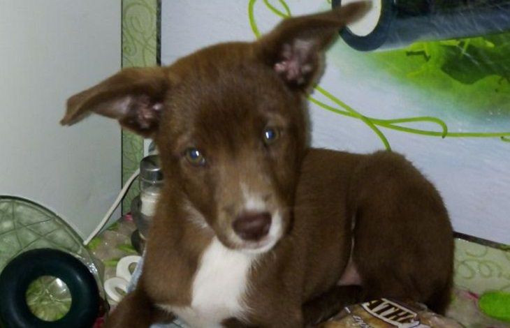 В Минске парень познакомился с женщиной на улице, схватил ее собаку и убежал В Минске парень познакомился с женщиной на улице, схватил ее собаку и убежал