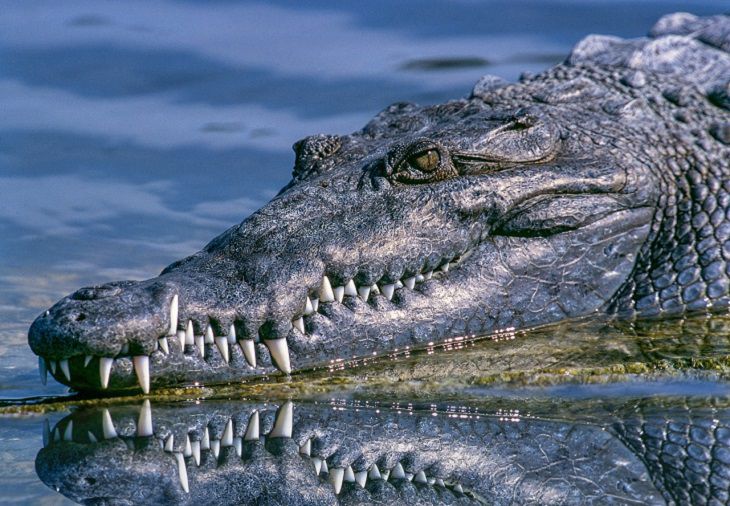 Крокодил убил верующую, направлявшуюся в церковь