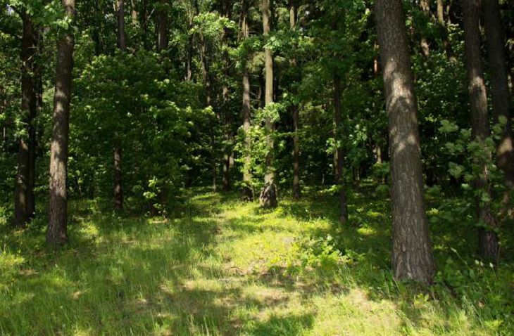 В Беларуси по-прежнему люди исчезают в лесах: на этот раз искали под Лельчицами