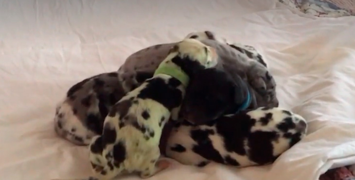 Природная аномалия: собака родила зеленого щенка