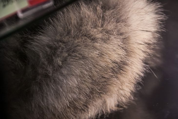 Женщина пошла за грибами и нашла норковую шубу