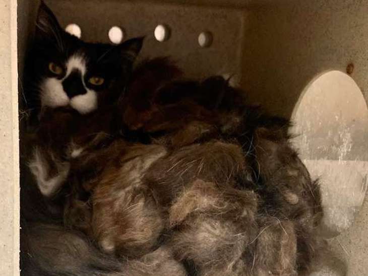  Семья переехала в новый дом и обнаружила в подвале монстра. Однако он оказался очень милым