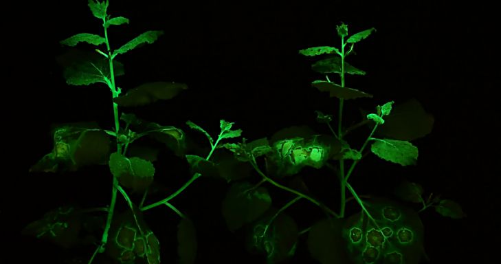 Генетики из России представили люминесцентный табак