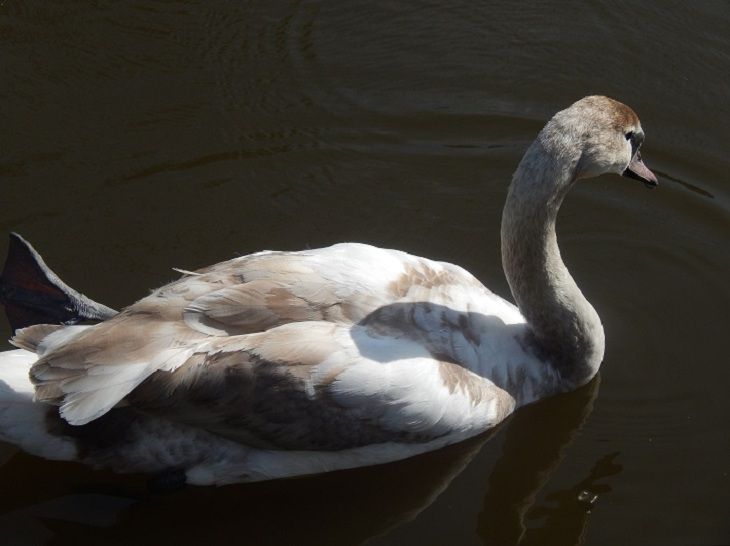 В Могилеве бойцы МЧС спасали лебедя В Могилеве бойцы МЧС спасали лебедя