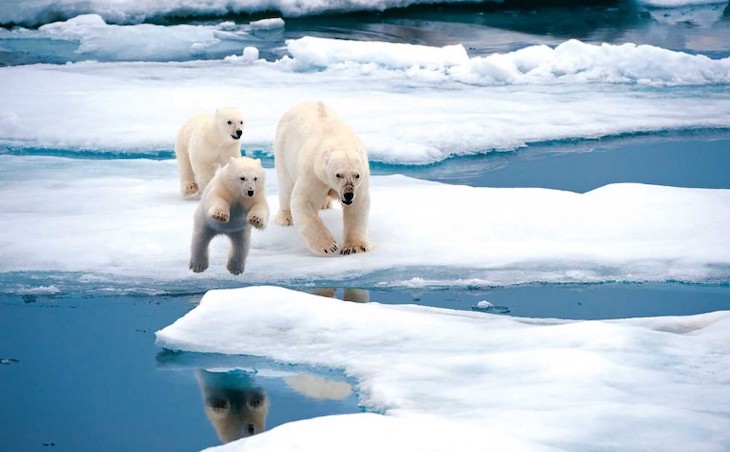 Дикие животные и айсберги. Названы подстерегающие туристов опасности в Арктике