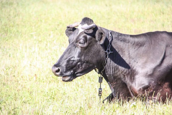 В белорусской муке нашли ДНК крупного рогатого скота. Реакция  Россельхознадзора 