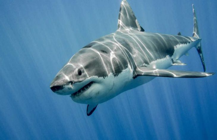 Биологи выяснили неожиданный факт о белой акуле