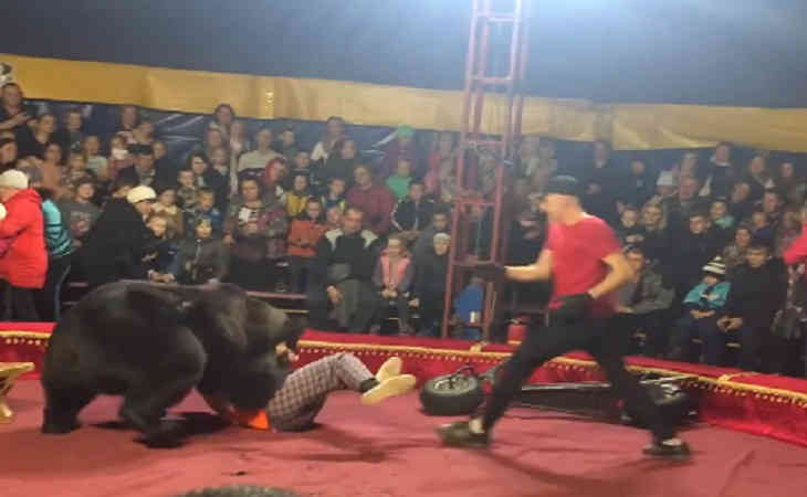 «Хватали детей и бежали»: медведь набросился на дрессировщика во время циркового представления