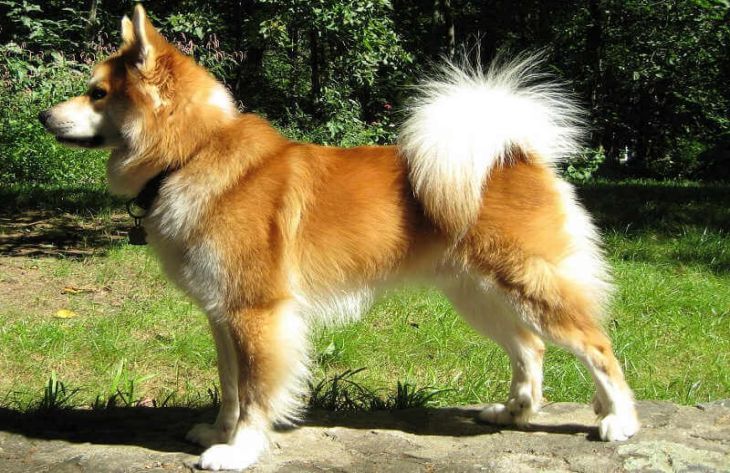 Топ-8 редких пород собак, о которых мало кто слышал Топ-8 редких пород собак, о которых мало кто слышал