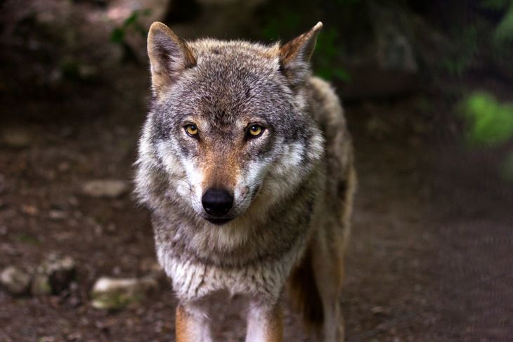В Лоевском районе волчица покусала двоих местных жителей: оба в больнице