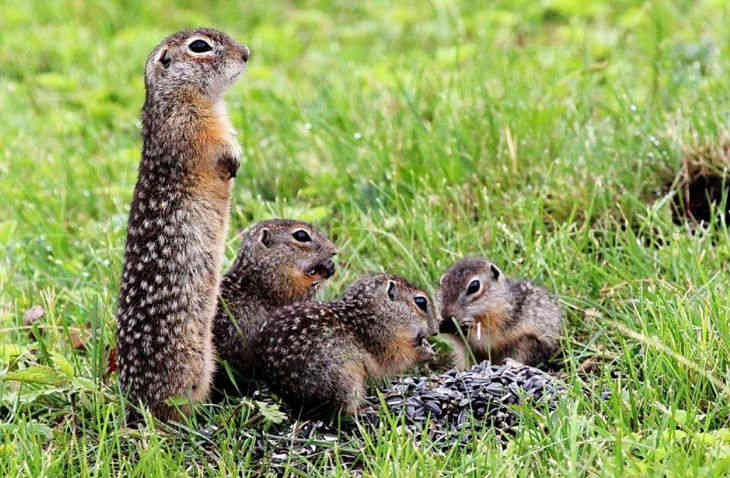 Из-за аномально теплого октября в Беларуси вышли из спячки суслики Из-за аномально теплого октября в Беларуси вышли из спячки суслики