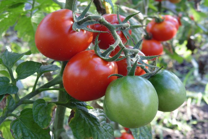 Как ускорить созревание томатов в открытом грунте, в теплице и дома
