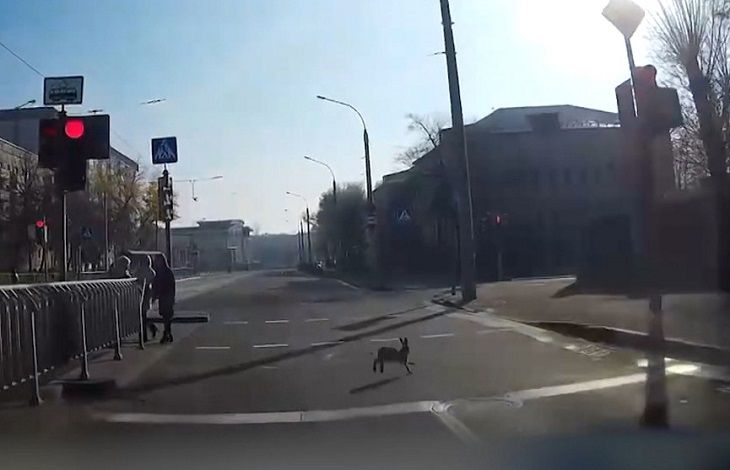 В центре Минска собака гналась за зайцем. Погоню заснял видеорегистратор
