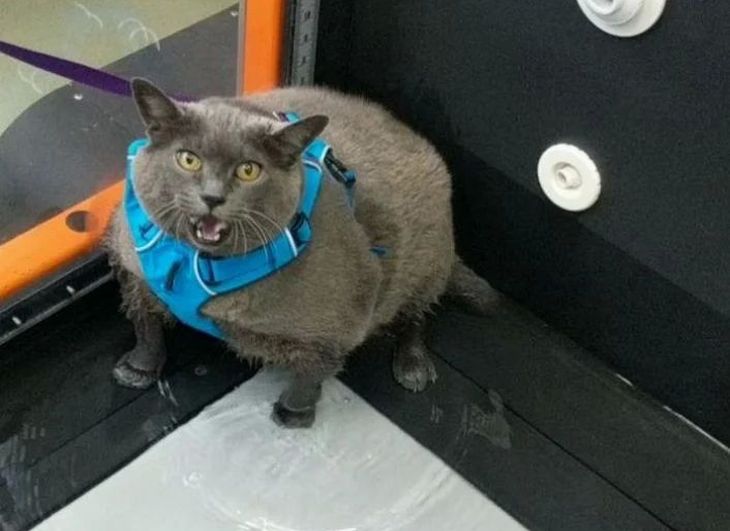 Толстую кошку привели в спортзал. Посмотрите, как она тренируется, чтобы похудеть