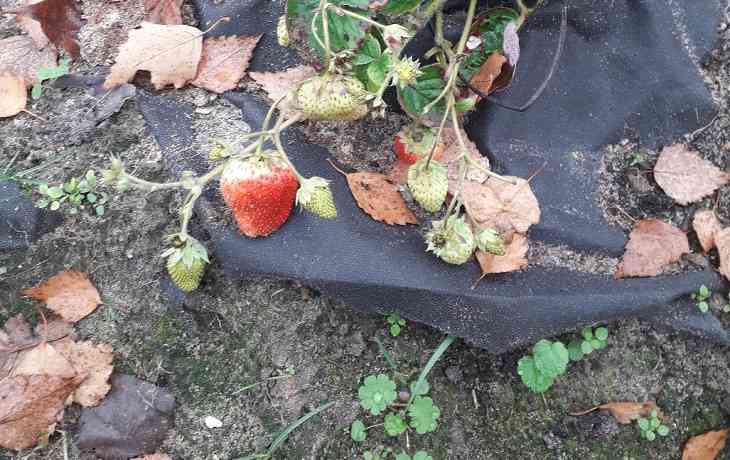 Аномалия в октябре: в Могилеве созрел новый урожай клубники