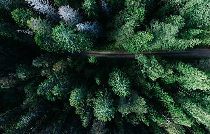 В Гомельской области с вертолетом ищут женщину: одного грибника уже так нашли в радиоактивной зоне