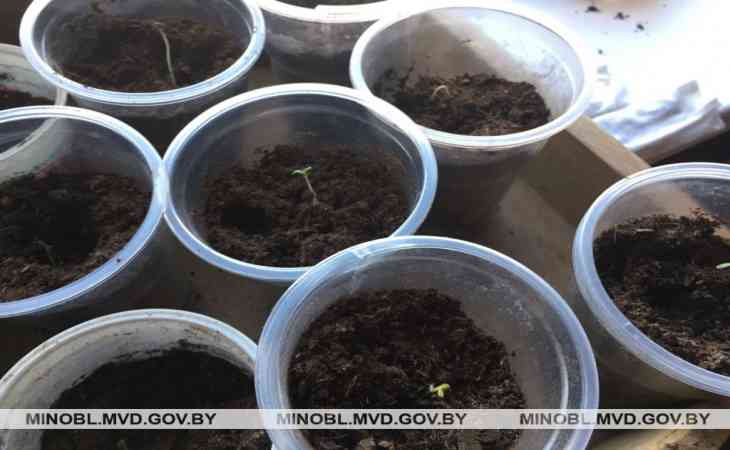 Под Минском обнаружили подпольную лабораторию по выращиванию конопли