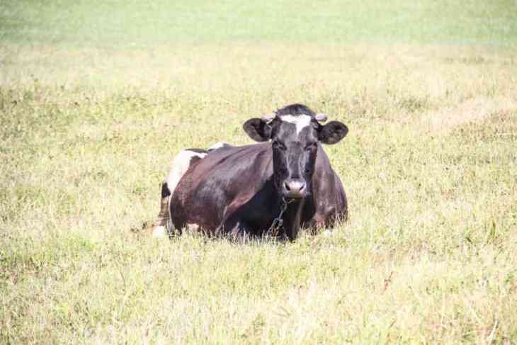 Разоблачение года и 13 уголовных дел. Как на Гродненщине скрывали падеж скота Разоблачение года и 13 уголовных дел. Как на Гродненщине скрывали падеж скота