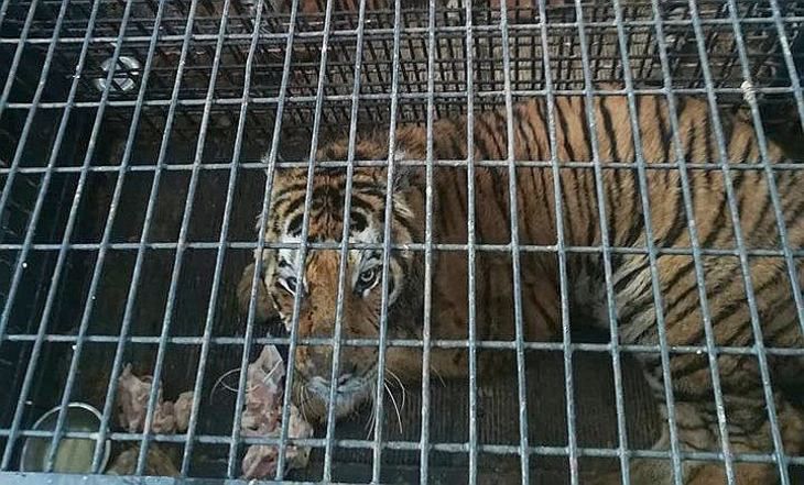 «Животные находятся на грани смерти». Что сейчас с тиграми, которые застряли на польской границе