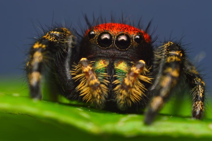 На основе зрительного аппарата пауков создана сверхкомпактная 3D-камера