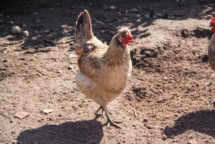 Внучка и правнук выгнали 94-летнюю женщину в курятник без тепла и воды